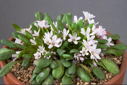 Claytonia megarhiza nivalis